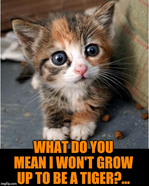 Tiger Week 3, July 27 - August 2, a TigerLegend1046 event! | WHAT DO YOU MEAN I WON'T GROW UP TO BE A TIGER?... | image tagged in jbmemegeek,cute cats,kittens,tiger week 3,cats,cute animals | made w/ Imgflip meme maker
