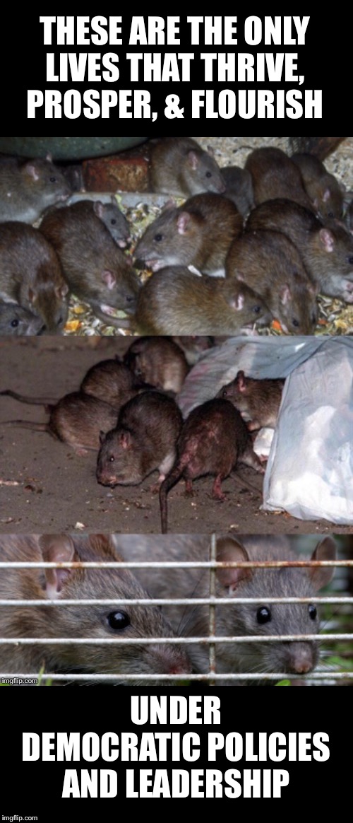 I finally figured who it is that is actually benefitting from democratic policies and leadership!  Wow! | THESE ARE THE ONLY LIVES THAT THRIVE, PROSPER, & FLOURISH; UNDER DEMOCRATIC POLICIES AND LEADERSHIP | image tagged in maga | made w/ Imgflip meme maker