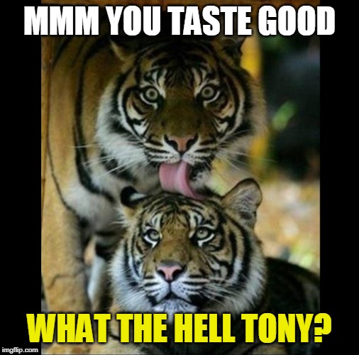 TIGER WEEK | MMM YOU TASTE GOOD; WHAT THE HELL TONY? | image tagged in tiger licking another,tiger week,tiger | made w/ Imgflip meme maker