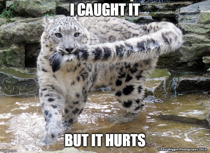 OUCH | I CAUGHT IT; BUT IT HURTS | image tagged in cats,leopard,funny,memes,cute cat | made w/ Imgflip meme maker
