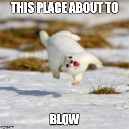 Weasel | THIS PLACE ABOUT TO; BLOW | image tagged in party weasel,kesha,blow,funny | made w/ Imgflip meme maker