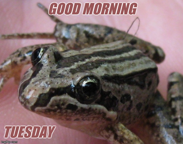 Good morning | GOOD MORNING; TUESDAY | image tagged in memes,good morning tuesday frogs | made w/ Imgflip meme maker