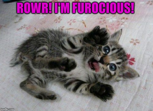 Cute Kitten | ROWR! I'M FUROCIOUS! | image tagged in cute kitten | made w/ Imgflip meme maker