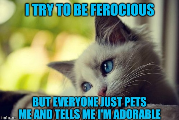 First World Problems Cat Meme | I TRY TO BE FEROCIOUS BUT EVERYONE JUST PETS ME AND TELLS ME I'M ADORABLE | image tagged in memes,first world problems cat | made w/ Imgflip meme maker
