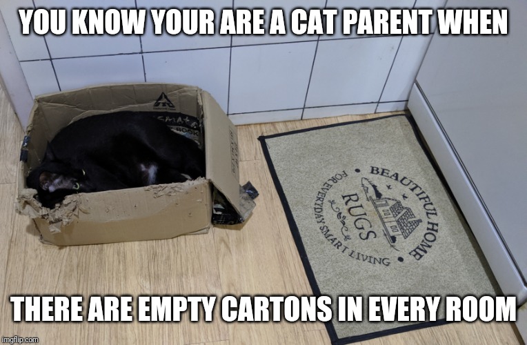 Cat in box | YOU KNOW YOUR ARE A CAT PARENT WHEN; THERE ARE EMPTY CARTONS IN EVERY ROOM | image tagged in cat in box | made w/ Imgflip meme maker