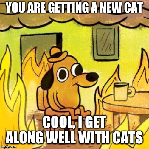 Dog in burning house | YOU ARE GETTING A NEW CAT COOL, I GET ALONG WELL WITH CATS | image tagged in dog in burning house | made w/ Imgflip meme maker