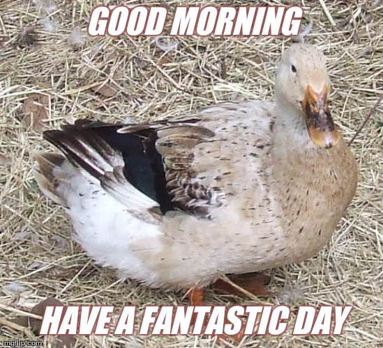 Good Morning | GOOD MORNING; HAVE A FANTASTIC DAY | image tagged in good morning ducks,memes | made w/ Imgflip meme maker