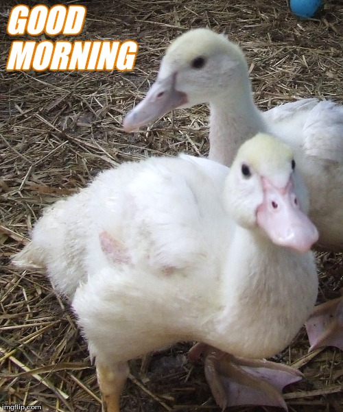 Good morning | GOOD 
MORNING | image tagged in good morning ducks,memes | made w/ Imgflip meme maker
