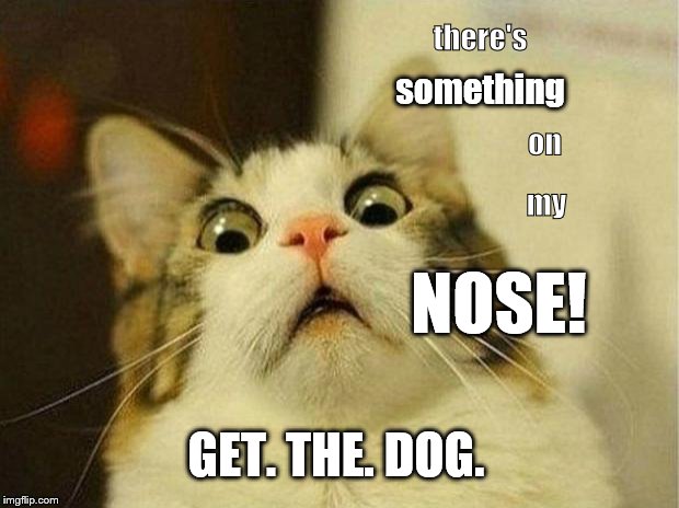 Scared Cat Meme | there's; something; on; my; NOSE! GET. THE. DOG. | image tagged in memes,scared cat | made w/ Imgflip meme maker