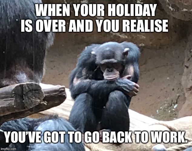 Back to work. | WHEN YOUR HOLIDAY IS OVER AND YOU REALISE; YOU’VE GOT TO GO BACK TO WORK. | image tagged in holiday | made w/ Imgflip meme maker