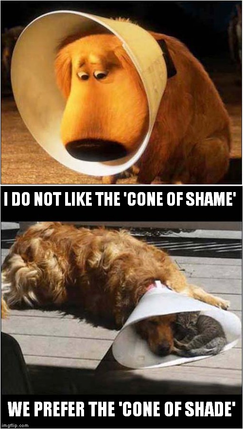 Differing Opinions on Cones | I DO NOT LIKE THE 'CONE OF SHAME'; WE PREFER THE 'CONE OF SHADE' | image tagged in dogs,fun | made w/ Imgflip meme maker