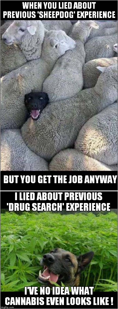 Lies About Previous Work Experience | WHEN YOU LIED ABOUT PREVIOUS 'SHEEPDOG' EXPERIENCE; BUT YOU GET THE JOB ANYWAY; I LIED ABOUT PREVIOUS 'DRUG SEARCH' EXPERIENCE; I'VE NO IDEA WHAT CANNABIS EVEN LOOKS LIKE ! | image tagged in fun,dogs,work experience | made w/ Imgflip meme maker