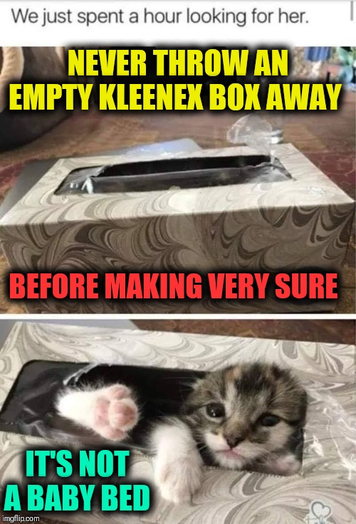 PEEK-A-BOO! | NEVER THROW AN EMPTY KLEENEX BOX AWAY; BEFORE MAKING VERY SURE; IT'S NOT A BABY BED | image tagged in vince vance,kleenex,puffs,cats,boxes,hiding places | made w/ Imgflip meme maker