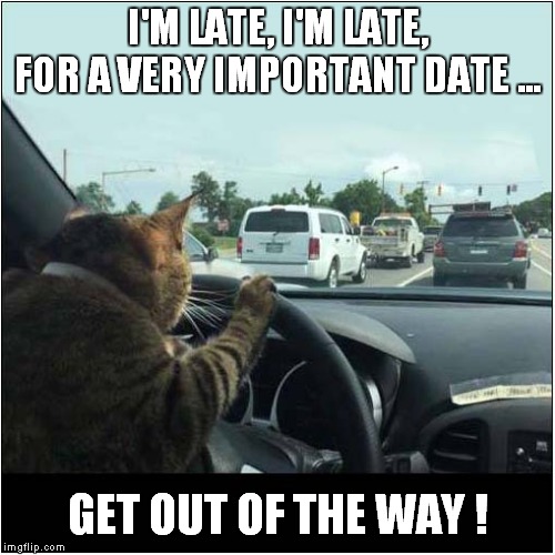 Cat Coming Through ! | I'M LATE, I'M LATE, FOR A VERY IMPORTANT DATE ... GET OUT OF THE WAY ! | image tagged in cats,fun,cat driving | made w/ Imgflip meme maker