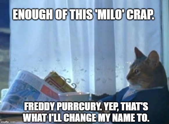 Meow that's much better... | ENOUGH OF THIS 'MILO' CRAP. FREDDY PURRCURY. YEP, THAT'S WHAT I'LL CHANGE MY NAME TO. | image tagged in memes,i should buy a boat cat,cats,pets,queen,names | made w/ Imgflip meme maker