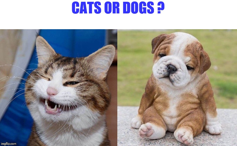 I'm more of a dog person myself | CATS OR DOGS ? | image tagged in who would win,cats and dogs | made w/ Imgflip meme maker