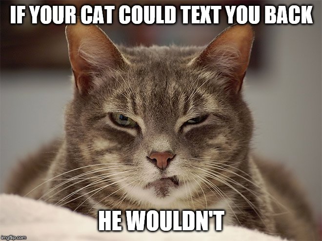 Sarcasm Cat | IF YOUR CAT COULD TEXT YOU BACK; HE WOULDN'T | image tagged in sarcasm cat | made w/ Imgflip meme maker