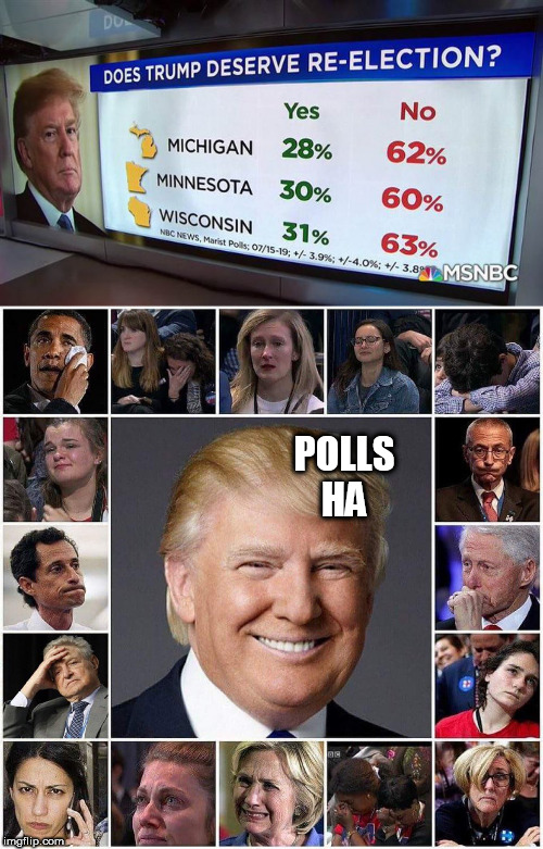 POLLS HA | image tagged in polls | made w/ Imgflip meme maker