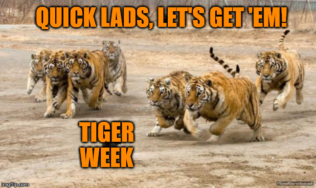 TIGERS CHASING | TIGER WEEK QUICK LADS, LET'S GET 'EM! | image tagged in tigers chasing | made w/ Imgflip meme maker