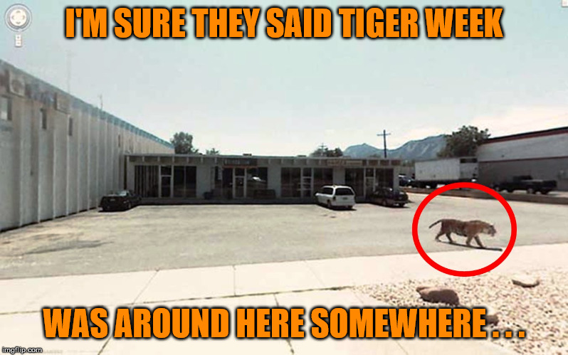 Lost tiger - Tiger Week 3, Jul 27 - Aug 2, a TigerLegend1046 event | I'M SURE THEY SAID TIGER WEEK; WAS AROUND HERE SOMEWHERE . . . | image tagged in memes,tiger,tiger week 3,tigerlegend1046,lost | made w/ Imgflip meme maker