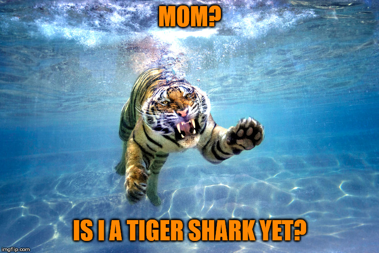 Tiger "sharks" - Shark Week, a Raydog event, and Tiger Week 3, a TigerLegend1046 event | MOM? IS I A TIGER SHARK YET? | image tagged in memes,tiger shark,shark week,raydog,tiger week 3,tigerlegend1046 | made w/ Imgflip meme maker