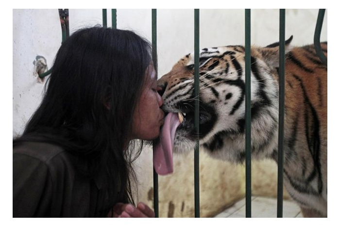 High Quality TIGER FACE LICK Blank Meme Template