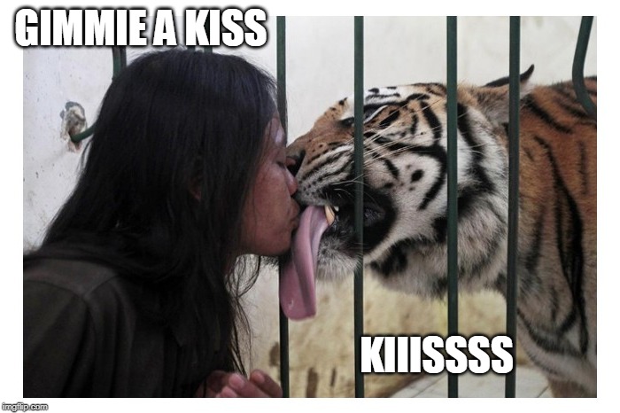 IS TIGER WEEK OVER NOW? | GIMMIE A KISS; KIIISSSS | image tagged in tiger face lick,tiger week,tiger,tongue,cats | made w/ Imgflip meme maker