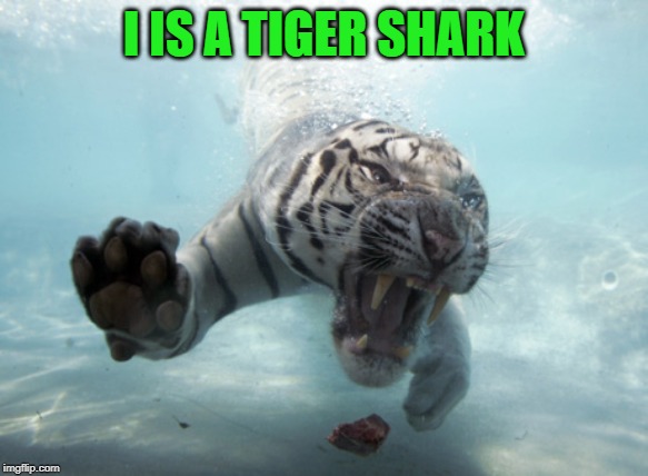 I IS A TIGER SHARK | made w/ Imgflip meme maker