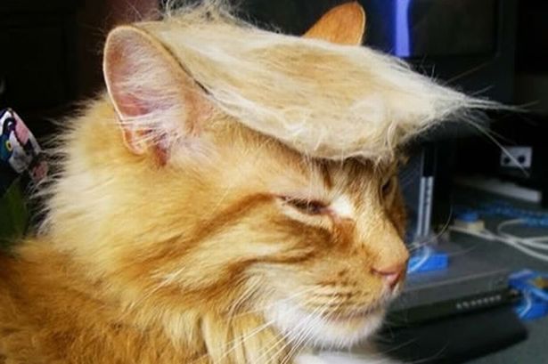High Quality Trump cat Blank Meme Template