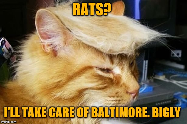 Trump cat | RATS? I'LL TAKE CARE OF BALTIMORE. BIGLY | image tagged in trump cat | made w/ Imgflip meme maker