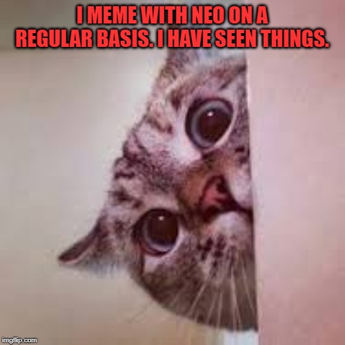 scared cat | I MEME WITH NEO ON A REGULAR BASIS. I HAVE SEEN THINGS. | image tagged in scared cat | made w/ Imgflip meme maker
