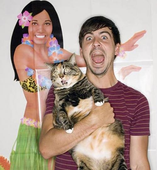 image tagged in funny,cats