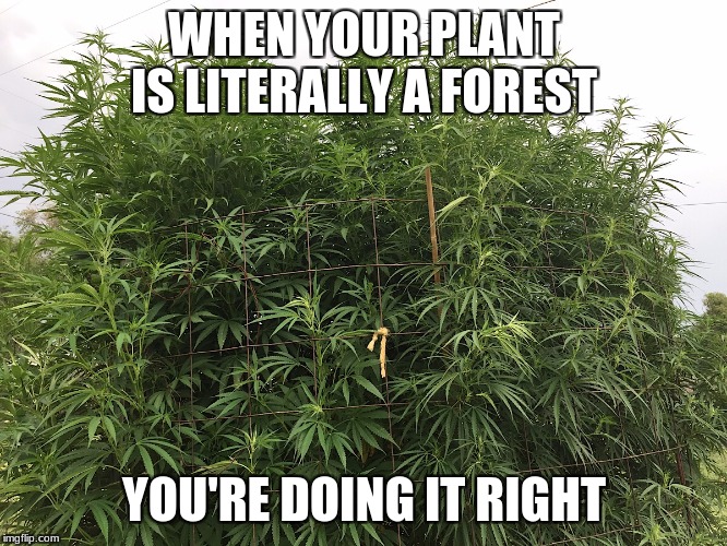 WHEN YOUR PLANT IS LITERALLY A FOREST; YOU'RE DOING IT RIGHT | made w/ Imgflip meme maker