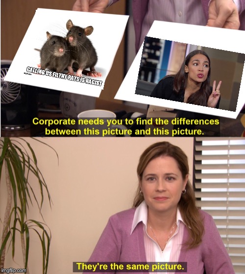 They’re the same picture | image tagged in pam theyre the same picture,rats,democrats,political meme | made w/ Imgflip meme maker