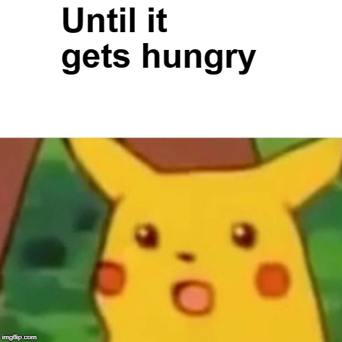 Surprised Pikachu Meme | Until it gets hungry | image tagged in memes,surprised pikachu | made w/ Imgflip meme maker