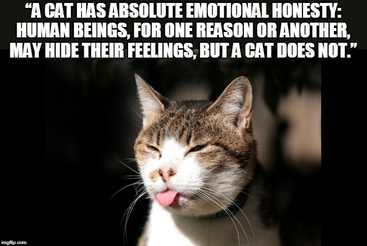 pissy cat | “A CAT HAS ABSOLUTE EMOTIONAL HONESTY: HUMAN BEINGS, FOR ONE REASON OR ANOTHER, MAY HIDE THEIR FEELINGS, BUT A CAT DOES NOT.” | image tagged in pissy cat | made w/ Imgflip meme maker