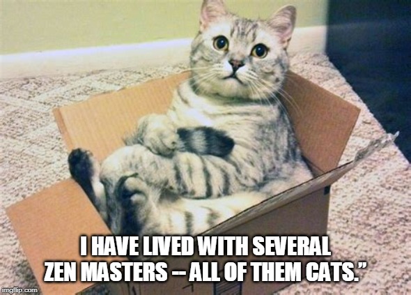 comfy cat | I HAVE LIVED WITH SEVERAL ZEN MASTERS -- ALL OF THEM CATS.” | image tagged in comfy cat | made w/ Imgflip meme maker