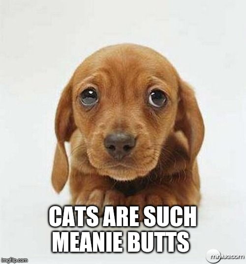 Sad puppy eyes | CATS ARE SUCH MEANIE BUTTS | image tagged in sad puppy eyes | made w/ Imgflip meme maker