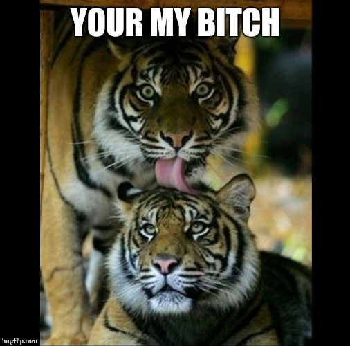 TIGER LICKING ANOTHER | YOUR MY B**CH | image tagged in tiger licking another | made w/ Imgflip meme maker