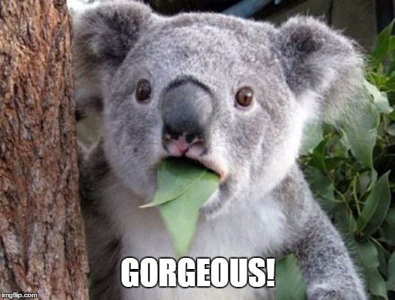 Stunned Koala | GORGEOUS! | image tagged in stunned koala | made w/ Imgflip meme maker