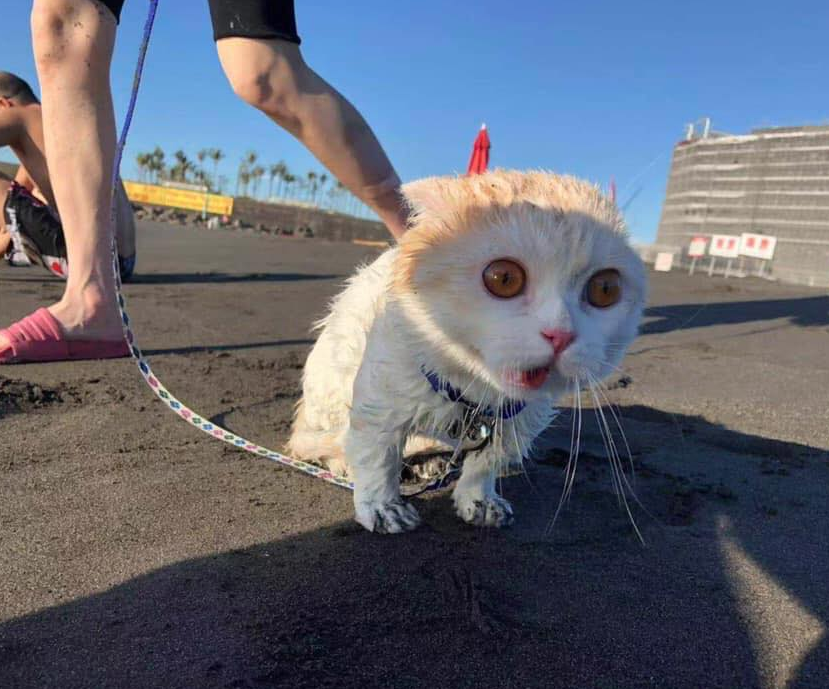 High Quality best litterbox evah! Blank Meme Template