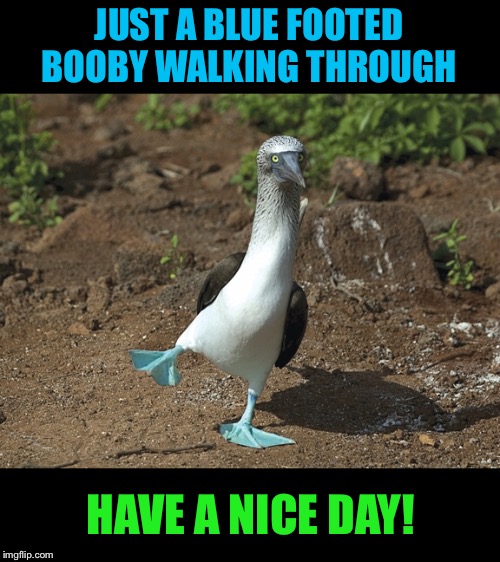 Blue Footed Booby | JUST A BLUE FOOTED BOOBY WALKING THROUGH; HAVE A NICE DAY! | image tagged in birds,have a nice day,happy,picture | made w/ Imgflip meme maker
