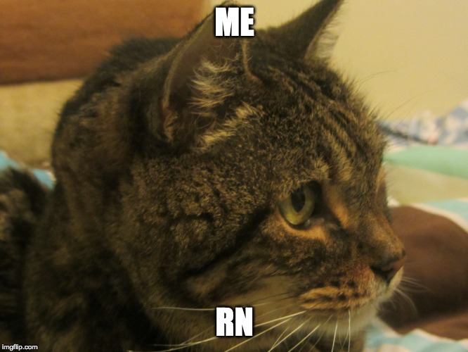 my cat | ME; RN | image tagged in cats | made w/ Imgflip meme maker