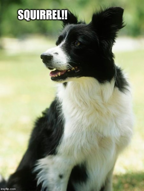  SQUIRREL!! | image tagged in dogs,bordercollie,sarahcarellevans | made w/ Imgflip meme maker