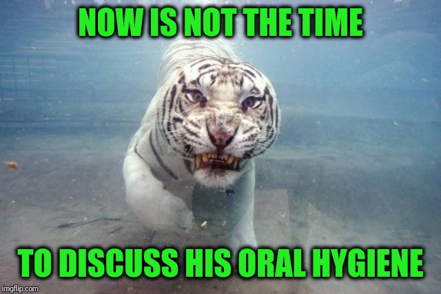 Hey Tony, how about some whitestrips? | NOW IS NOT THE TIME; TO DISCUSS HIS ORAL HYGIENE | image tagged in white tiger,you're lunch | made w/ Imgflip meme maker