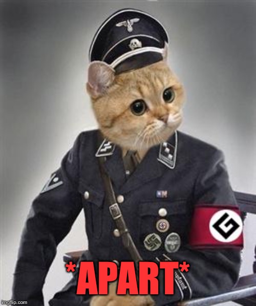 Grammar Nazi Cat | *APART* | image tagged in grammar nazi cat | made w/ Imgflip meme maker