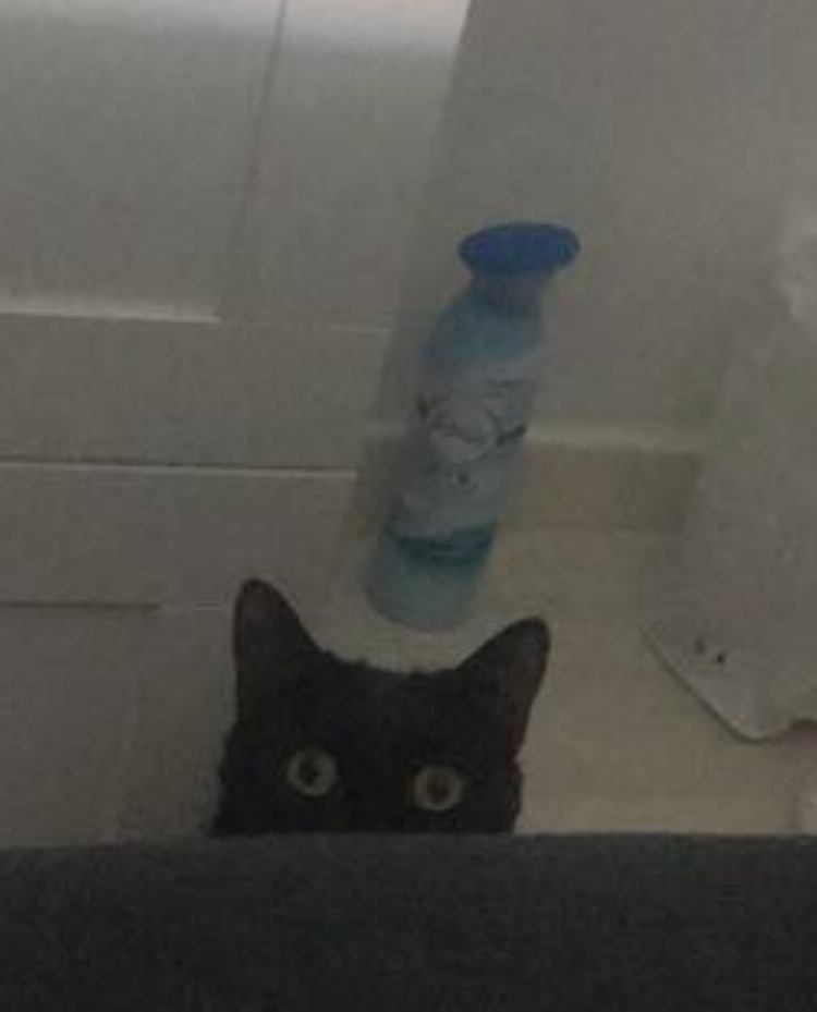 Hidden cat Blank Meme Template