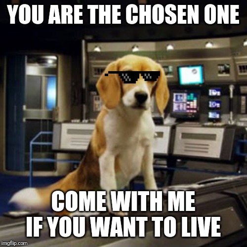 Captain Archer's Beagle Porthos | YOU ARE THE CHOSEN ONE COME WITH ME IF YOU WANT TO LIVE | image tagged in captain archer's beagle porthos | made w/ Imgflip meme maker