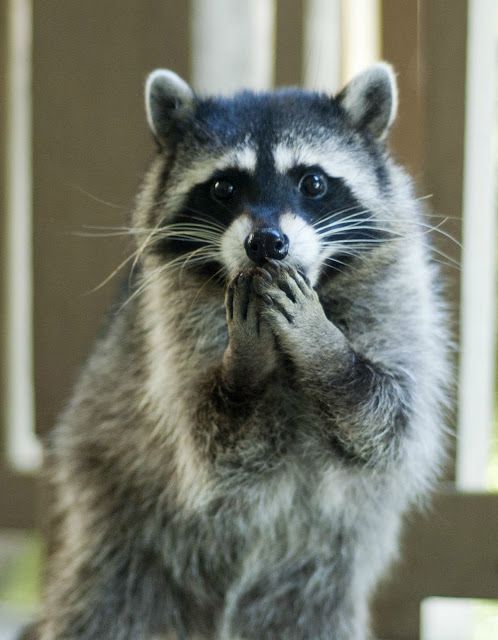 surprised-raccoon-blank-template-imgflip