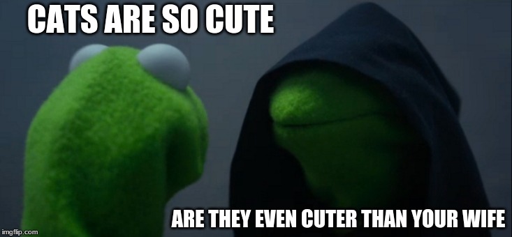 Kermit: Oh, wow, tough question to answer. Especially with the pig in room watching right now | CATS ARE SO CUTE; ARE THEY EVEN CUTER THAN YOUR WIFE | image tagged in memes,evil kermit,cat | made w/ Imgflip meme maker